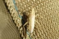 Stenodema laevigata