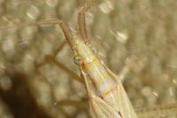 Stenodema laevigata