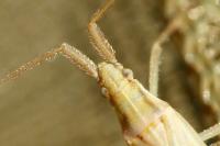 Stenodema laevigata
