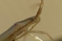 Stenodema laevigata