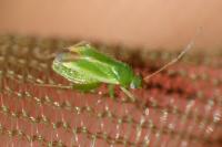 Orthotylus ericetorum ericetorum