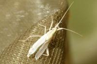 Stenodema calcarata