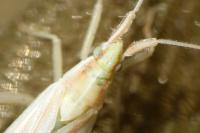 Stenodema calcarata