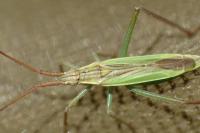 Notostira