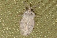 Tingis reticulata