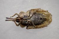 Tingis reticulata