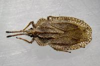 Tingis reticulata