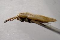 Tingis reticulata
