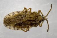 Tingis pilosa
