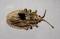 Lasiacantha capucina capucina
