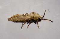 Lasiacantha capucina capucina