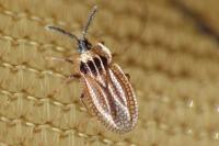 Kalama tricornis
