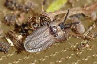 Kalama tricornis