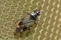 Anthocoris amplicollis
