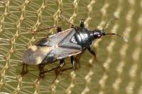 Anthocoris amplicollis