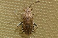Stictopleurus punctatonervosus