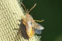 Rhopalus maculatus