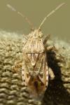 Stictopleurus abutilon