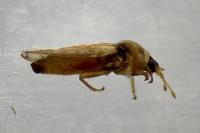 Piesma maculatum