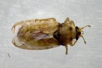 Piesma maculatum