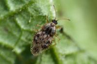 Dictyla humuli