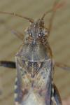 Stictopleurus abutilon