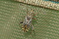 Stictopleurus punctatonervosus