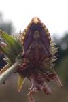 Carpocoris purpureipennis