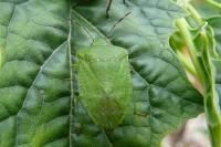 Nezara viridula