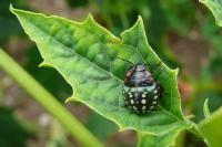 Nezara viridula