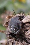 Nezara viridula