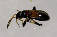 Ischnocoris hemipterus