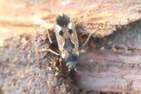 Rhyparochromus vulgaris