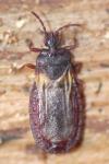Aneurus laevis