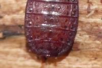 Aneurus laevis