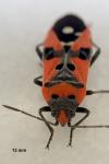 Lygaeus equestris