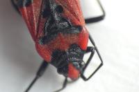 Lygaeus equestris