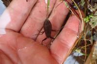 Nepa cinerea