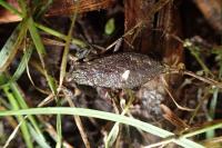 Nepa cinerea