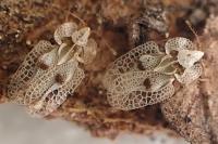 Corythucha ciliata