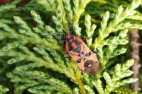 Spilostethus pandurus