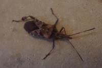 Leptoglossus occidentalis