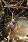 Coranus griseus