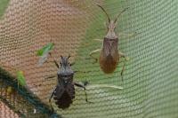 Ceraleptus lividus