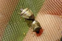 Eysarcoris aeneus