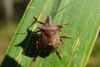 Picromerus bidens