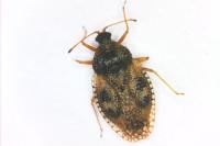 Dictyla humuli