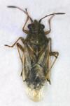 Liorhyssus hyalinus
