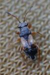 Acompus rufipes