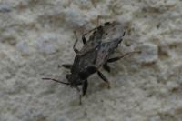 Heterogaster urticae